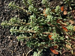 Amaranthus polygonoides