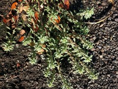 Amaranthus polygonoides