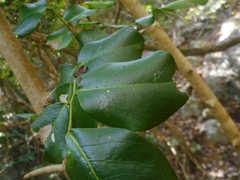 Magnoliopsida