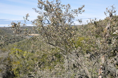 Brachylaena discolor