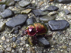 Phelotrupes auratus