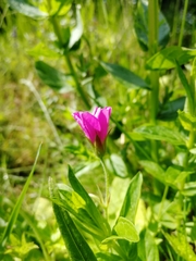 Geranium palustre