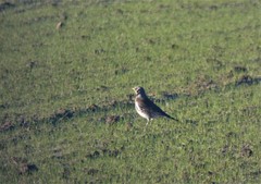 Turdus pilaris