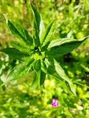 Geranium palustre