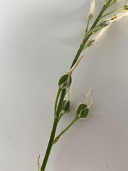 Anthericum ramosum