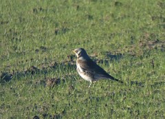 Turdus pilaris
