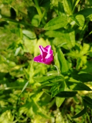 Geranium palustre