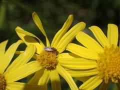 Nysius graminicola
