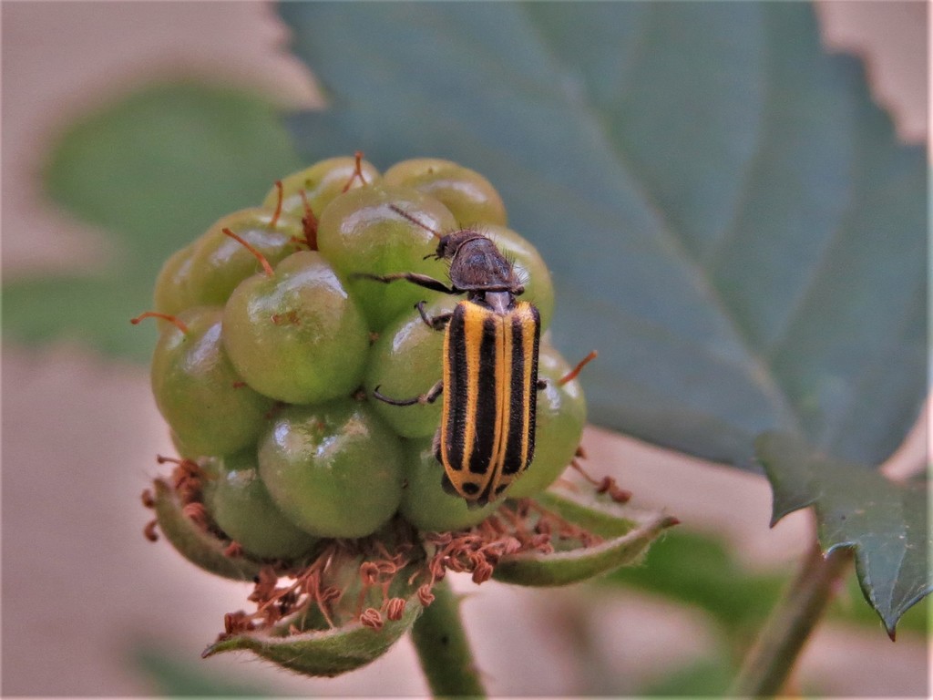 Astylus forcipatus