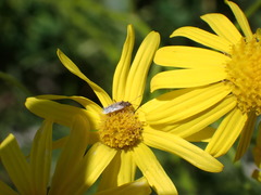 Nysius graminicola