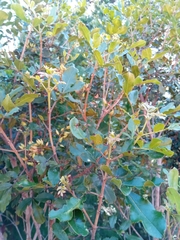 Weinmannia