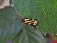 Astylus forcipatus