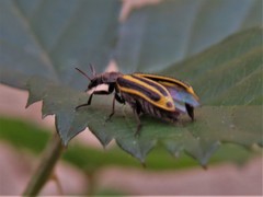 Astylus forcipatus