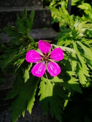 Geranium psilostemon