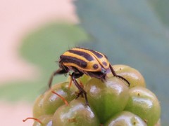 Astylus forcipatus