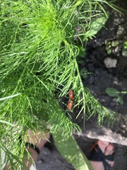 Eurydema