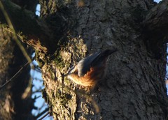 Sitta europaea