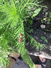 Eurydema