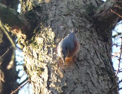 Sitta europaea
