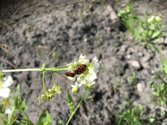 Eurydema