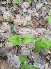 Maianthemum bifolium