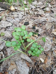 Magnoliopsida