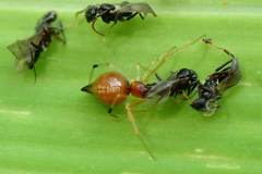 Coleosoma