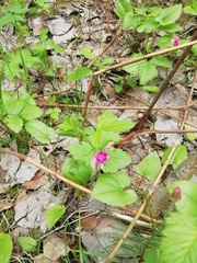 Rubus arcticus