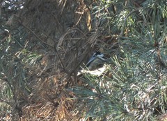 Periparus ater