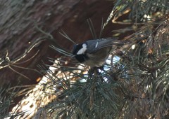 Periparus ater