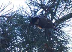 Periparus ater