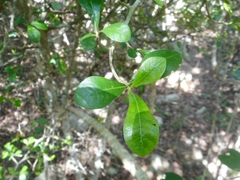 Magnoliopsida