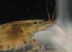 Neocaridina