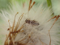 Nysius graminicola