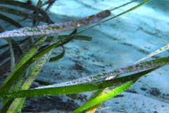 Parvicrepis parvipinnis
