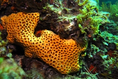 Holopsamma laminaefavosa