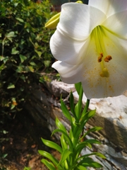Lilium candidum