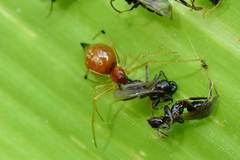 Coleosoma