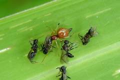 Coleosoma