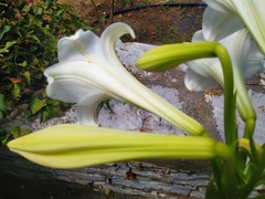 Lilium candidum