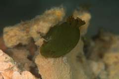 Tambja dracomus