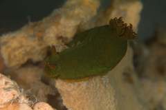 Tambja dracomus
