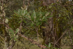 Olearia oppositifolia