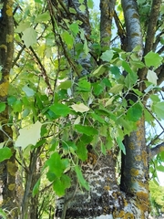 Populus alba