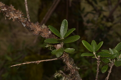 Olearia oppositifolia