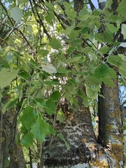Populus alba