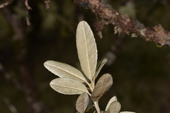 Olearia oppositifolia