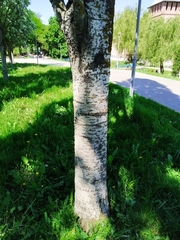 Populus alba