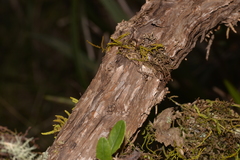 Olearia oppositifolia