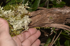 Olearia oppositifolia